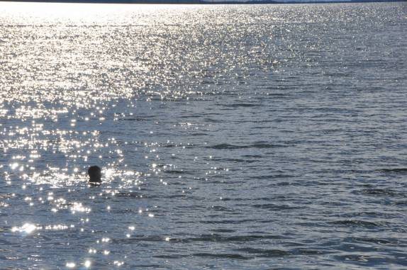 Nadando com botos na represa de Balbina - AM